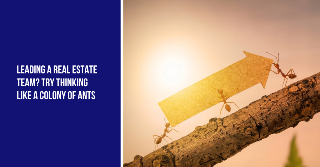 Ants on a log, carrying an arrow, with the title "leading a real estate team, try thinking like a colonoy of ants"